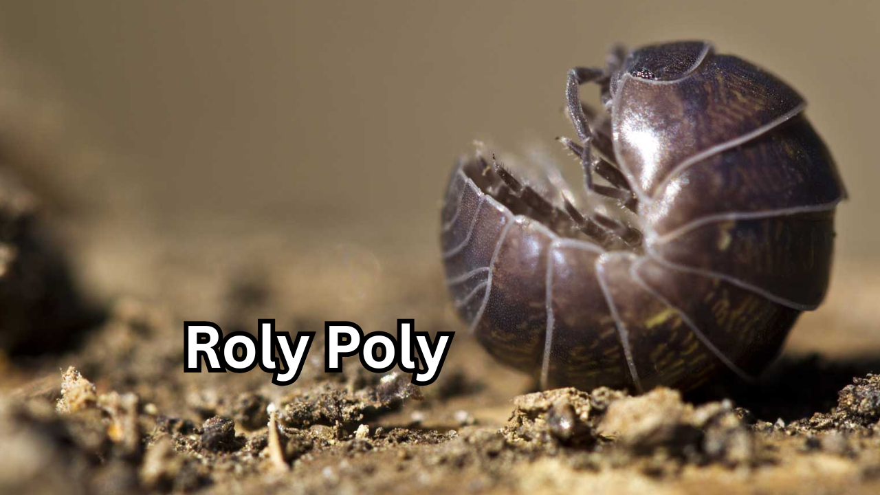 Roly Poly The Fascinating and Surprisingly Helpful Creature You’ll Love
