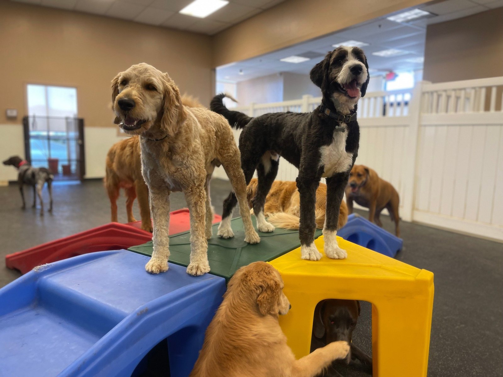 Karnik Pet Lodge